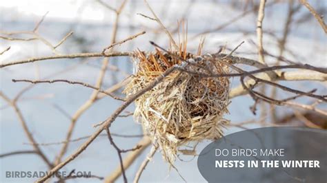 Do Birds Make Nests In The Winter Birds Advice