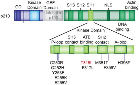 Bcrabl1 Tkd Mutations Location Of The Bcrabl1 Tyrosine Kinase Domain