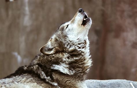 wolf howl - World Animal News