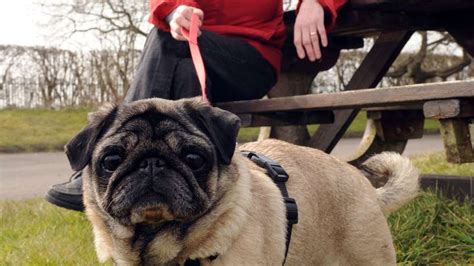 Britânica Descobre Câncer De Mama Após Alerta De Cachorro