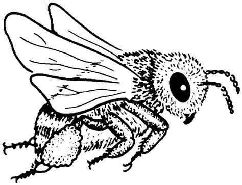 Coloring Pages Bees Printable For Kids And Adults Free