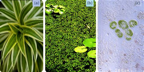 2 18 Autotrophs And Heterotrophs Biology Libretexts