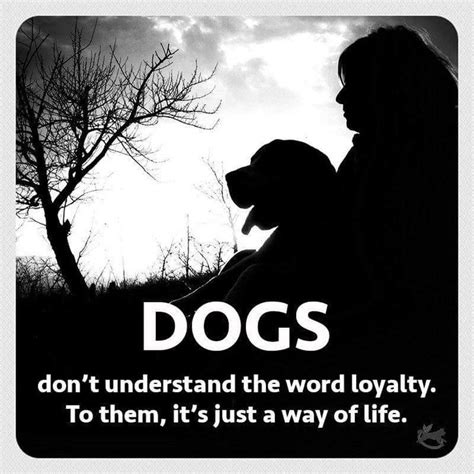 Pin By Anne Vonier On Black Dog Dog Quotes Dog Love I Love Dogs