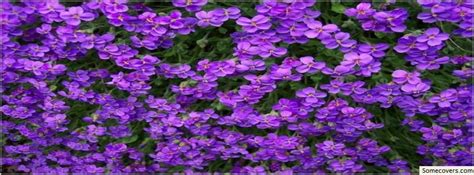 Lovely Lady Purple Flowers Facebook Timeline Cover Facebook Covers
