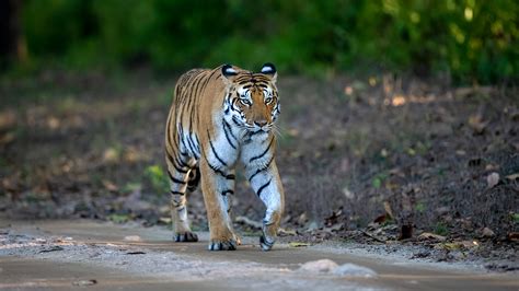 Tiger Sightings In India In 2022 Post Covid