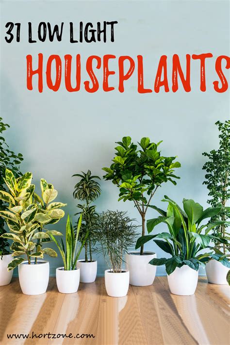 31 Low Light Houseplants For Indoor Garden Low Light House Plants