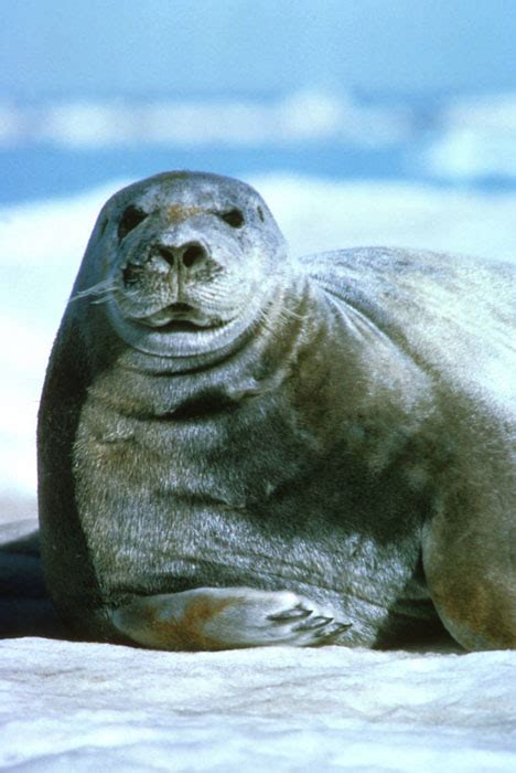 Seal — i can't stand the rain (soul 2008). Bearded Seal - Erignathus barbatus - NatureWorks