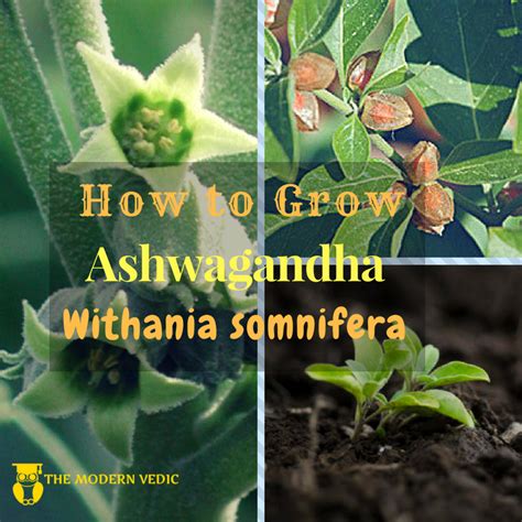 How To Grow Ashwagandha Withania Somnifera