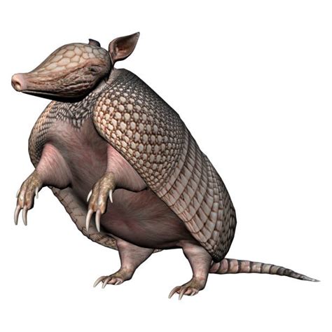 Armadillo Standing Up Stock Photos Pictures And Royalty Free Images Istock