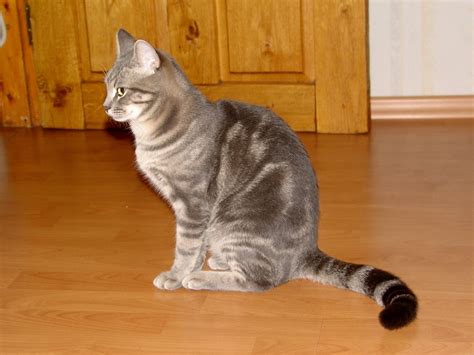 I have a bombay cat and some other cat. Striped Gray cat | Grey cat breeds, Grey cats