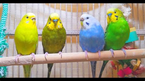 130 Min Budgies Chirping Parakeets Sounds Reduce Stress Rela To
