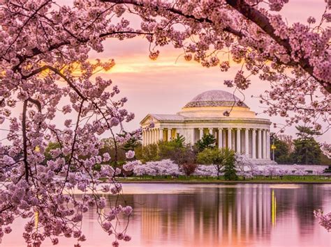 Cherry Blossoms National Park Service Forecasts 2022 Peak Bloom