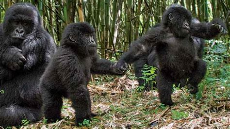 Cute Baby Mountain Gorillas