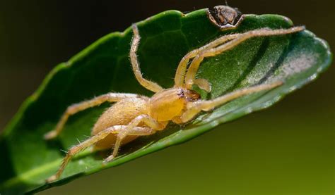 Yellow Sac Spiders Facts Venom And Habitat Information