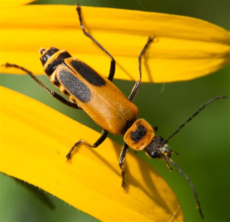 Goldenrod Soldier Beetle Chauliognathus Pensylvanicus Bugguidenet