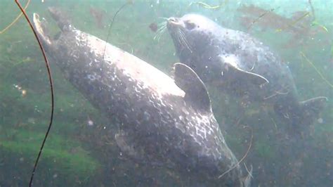 Swimming With Harbor Seals Off La Jolla California Youtube