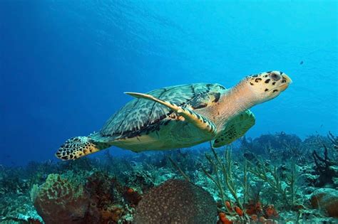 5 Sea Turtle Species Found In Florida Florida Naples Florida