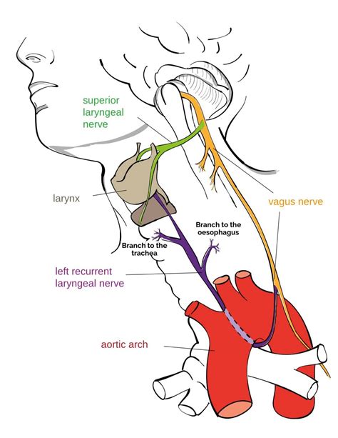 The Vagus Nerve Cn X Cranial Nerves Anatomy Geeky Medics