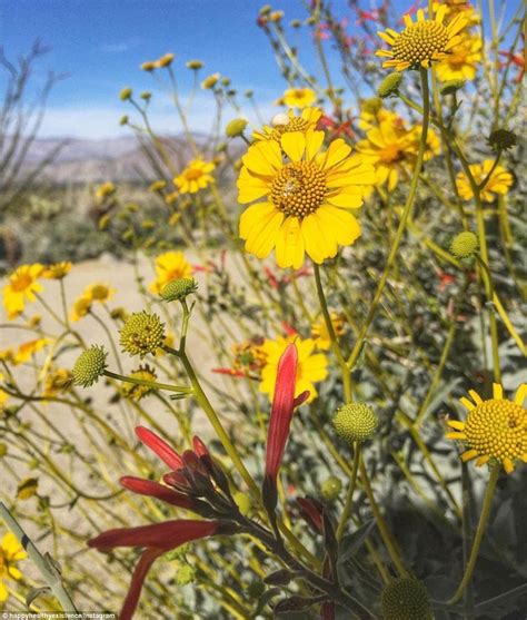 Odkryj aerial wildflowers blooming california high desert stockowych obrazów w hd i miliony innych beztantiemowych zdjęć stockowych, ilustracji i wektorów w kolekcji shutterstock. California desert has stunning wildflower 'superbloom ...