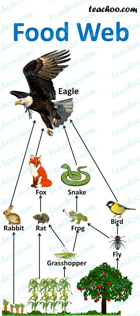 Food Chain And Food Web Meaning Diagrams Examples Teachoo