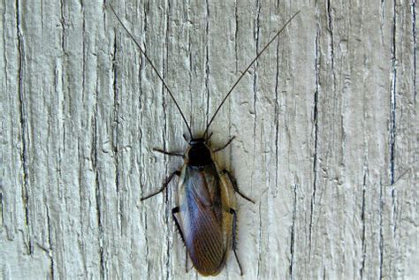 Tree Roaches Everything You Need To Know