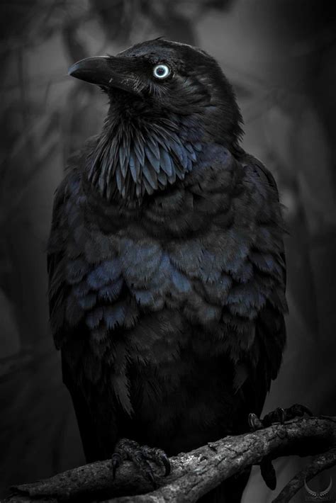 Pin By Roni Alexander On Always Ravens Animals Raven Bird