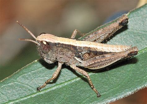 Grasshoppers Crickets And Katydids Order Orthoptera