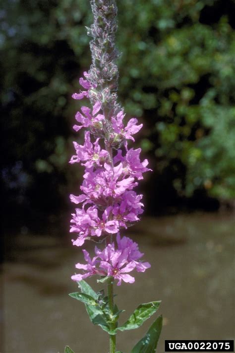 Purple Loosestrife Invasive Plants Of The Eastern United States
