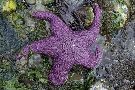 Creature Feature Ochre Sea Star Oceana Usa