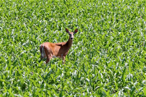 70 Deer Corn Feeder Stock Photos Pictures And Royalty Free Images Istock