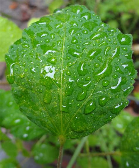 Free Images Drop Dew Rain Leaf Flower Raindrop Green Produce