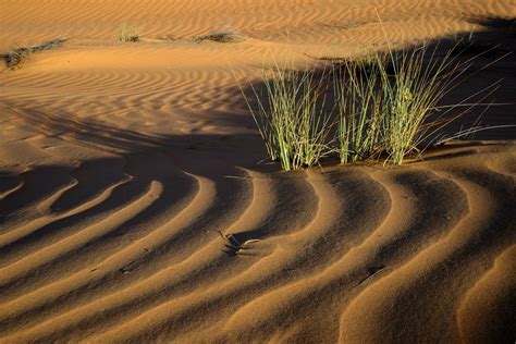 Ripple Marks 8 Sharqiya Sands Pictures Oman In Global Geography