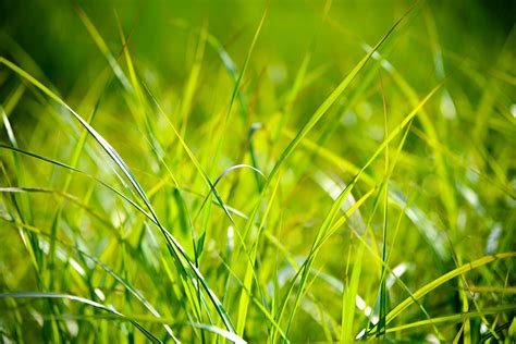 What Is Fescue Everything You Need To Know About This Grass Love