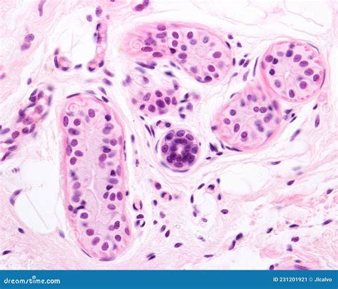 Eccrine Sweat Gland Secretory Unit Stock Image Image Of Epithelial