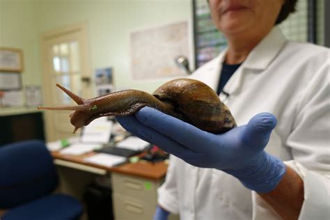 Giant African Snails Are Invading The Caribbean Freaking Out Tourists