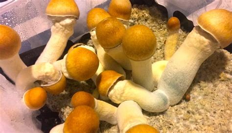 Understanding The Power Of Psilocybin In Penis Envy Magic Mushrooms