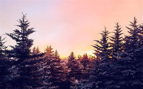 4k Free Download Jungle Winter Snow Spruce Tree Sunset Hd Wallpaper