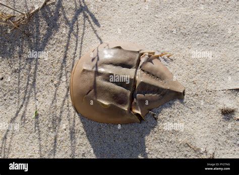 A Horseshoe Crab Limulus Polyphemus Or Limuli In The Beach Sand On