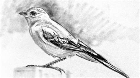 How Draw A Bird Draw Imagine Create