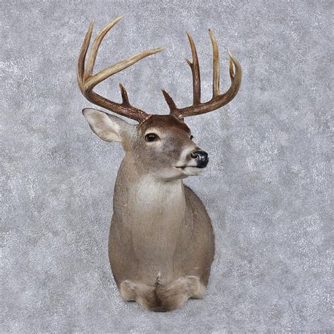 Whitetail Deer Mount For Sale 12491 The Taxidermy Store