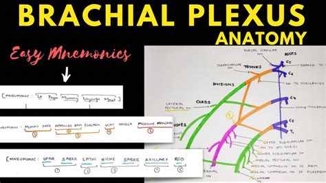 Brachial Plexus Anatomy Easy Mnemonic Upper Limb Anatomy Youtube