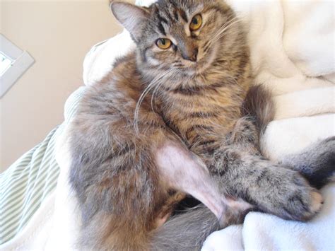 Alopecia (fur loss) can develop as bald spots, patchy fur or as a generally thin coat. My Cat Is Losing Hair On Her Back Legs - CatWalls