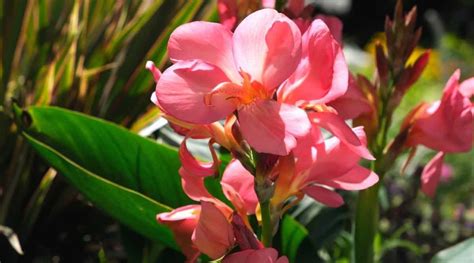 How To Overwinter Canna Lilies And Correctly Store The Bulbs