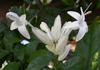 奇特的花~白燭蘆莉(四張圖)＠我的空中花園(1)｜PChome Online 個人新聞台