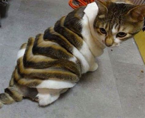 gambar gambar lucu dan unik