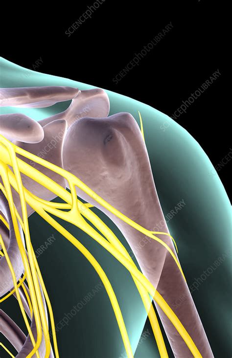 The Nerves Of The Shoulder Stock Image F0017724 Science Photo