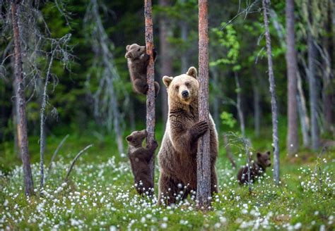 Omnivores are a diverse group of animals. Quels animaux sont omnivores ? - La Mode C'est Vous
