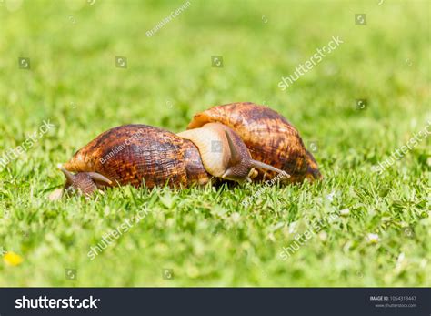 Albino Giant African Land Snail Achatina Stock Photo