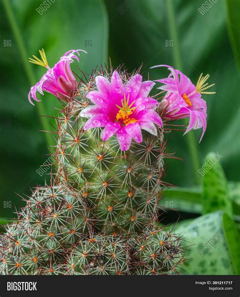 Hot pink cactus flowers is a photograph by saija lehtonen which was uploaded on may 16th, 2014. Cactus Flower Pink On Image & Photo (Free Trial) | Bigstock