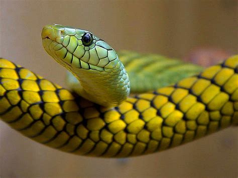 Image Libre Serpents Vert Reptile